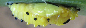 Pupae
